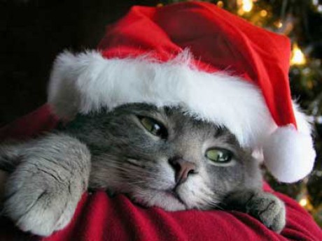 christmas-kitten-cat-756396